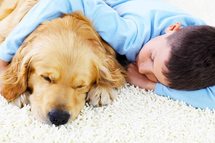 Our enzyme treatment is a highly effective solution for pet urine odor and stain removal. Enzymes are natural substances that break down organic matter, including pet urine, eliminating the odor-causing compounds. This targeted treatment ensures deep penetration, effectively neutralizing the urine odor and helping to prevent future reoccurrence in the Chicago