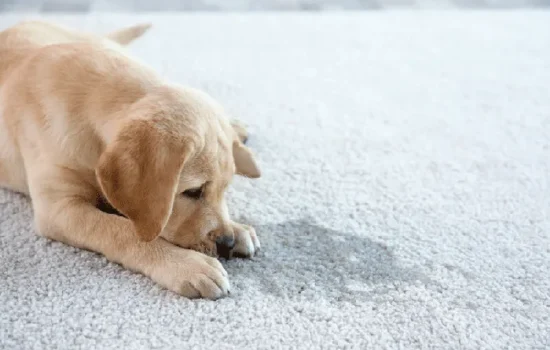 Pet Odor Elimination - Neptune Cleaning Inc