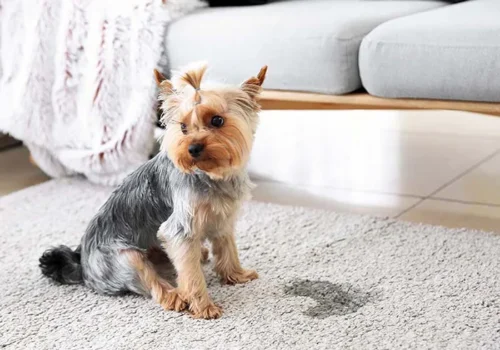 Pet Urine - Professional Carpet & Upholstery Cleaning in the Chicago
