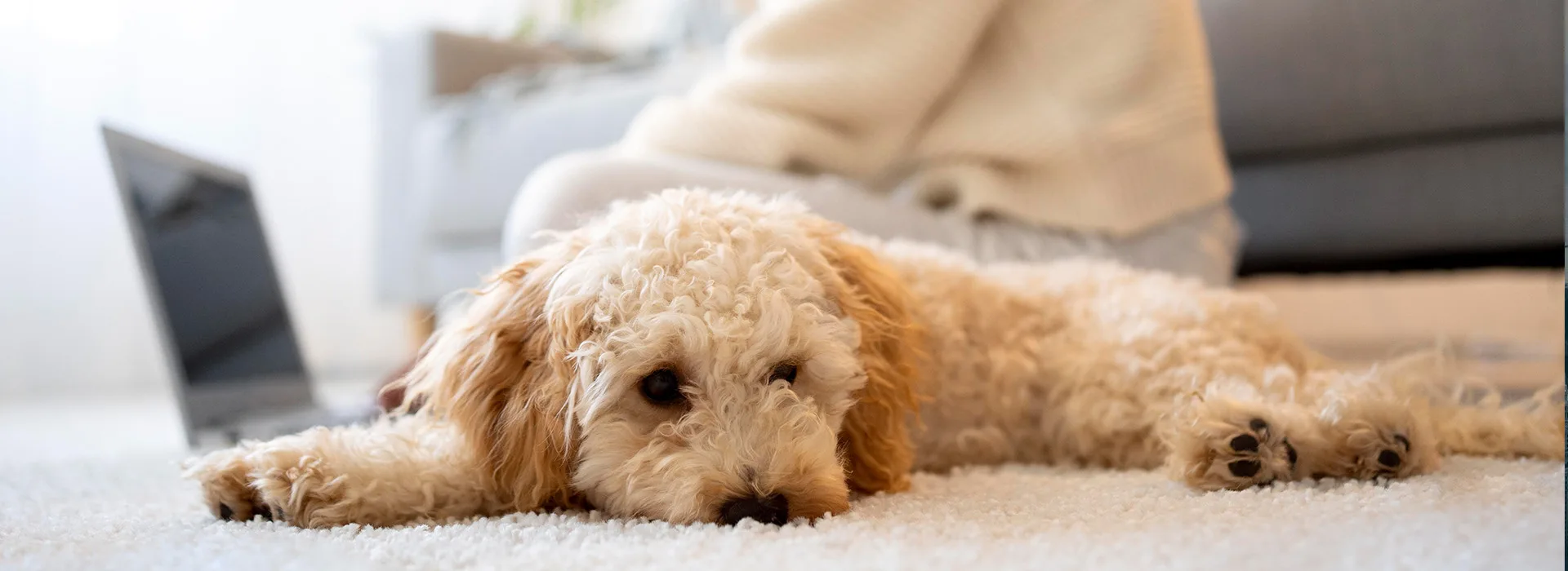 Pet Odor and Stain Elimination - Neptune Cleaning Inc