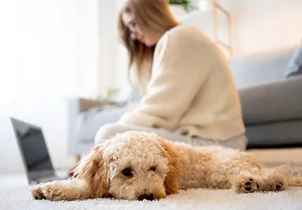 Pet Odor and Stain Elimination - Neptune Cleaning Inc - mobile
