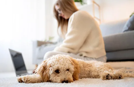 Pet Odor and Stain Elimination - Neptune Cleaning Inc - mobile