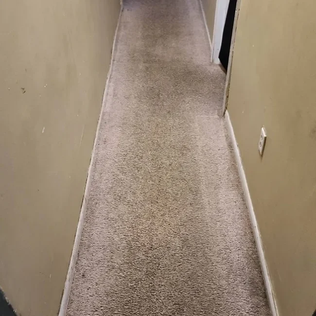 Carpet cleaning service after Neptune Cleaning process 4